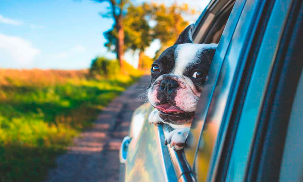 Jesús-Gibelli-Gómez-Qué-es-un-seguro-de-viaje-para-mascotas