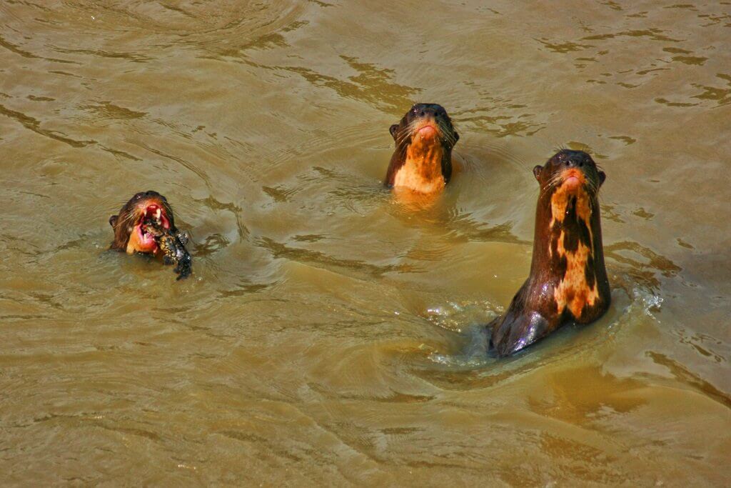 river otters Llanos El Cedral Angel Falls Orinoco Venezuela Los Roques Pantanal wildlife tours Tambopata 17 - Tadeo Arosio: 20 amazing animals of Orinoco
