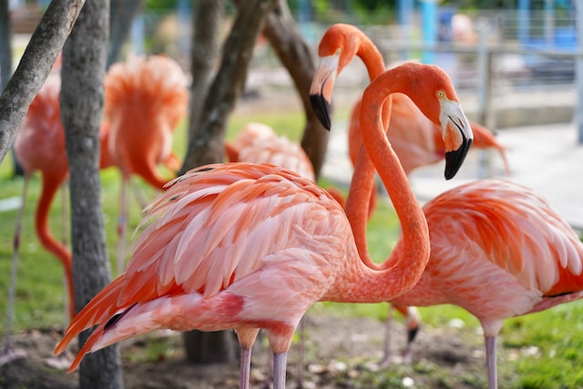 Flamencos
