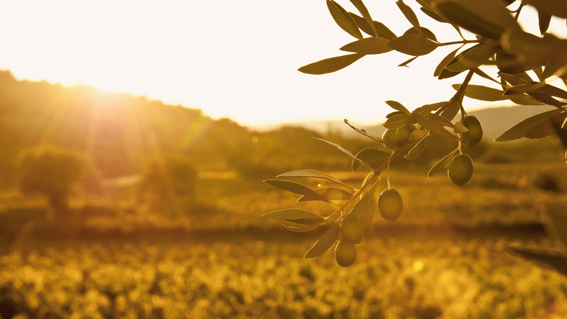 Seguros Hjalmar: Seguro de olivar, ¿qué coberturas tiene y cuánta producción protege en España?