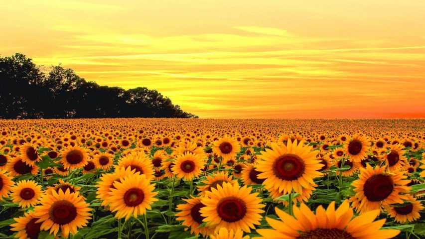 campos de girasoles