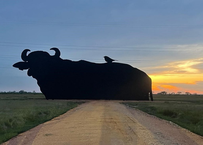 Juan Carlos Caiazza Grandolio - TIMACA, a través del ‘Proyecto Búfalo’, construyó imponente monumento turístico en Camaguán - FOTO