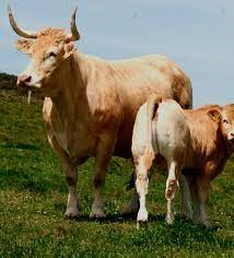 Ganado de Carne: Una Mirada Detallada a la Industria Ganadera