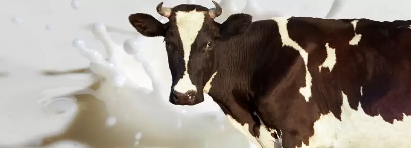 La Importancia de la Vitamina Hormona D en Vacas Lecheras