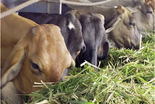 Luis Alejandro Sampayo Cabada | Cuáles son los Mejores Alimentos Suplementarios para el Ganado Vacuno de Carne