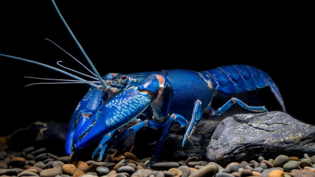 Langosta