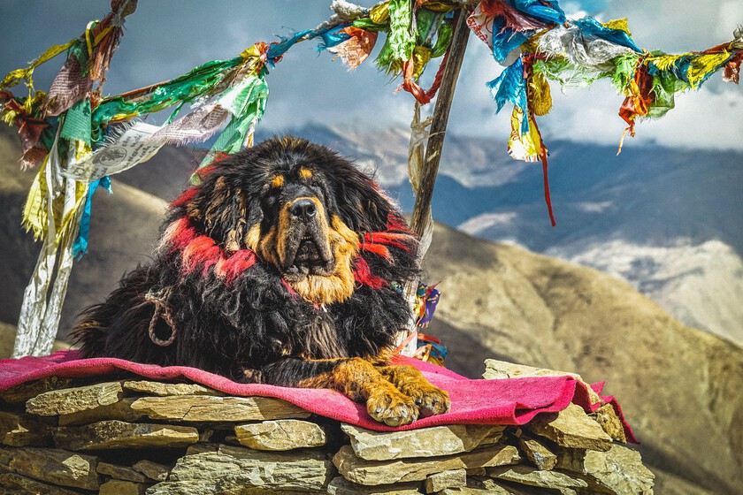 Mastín Tibetano