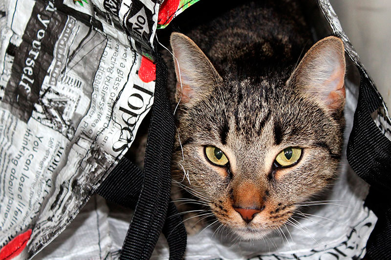 Jesús-Gibelli-Gómez-Qué-es-un-seguro-de-viaje-para-mascotas