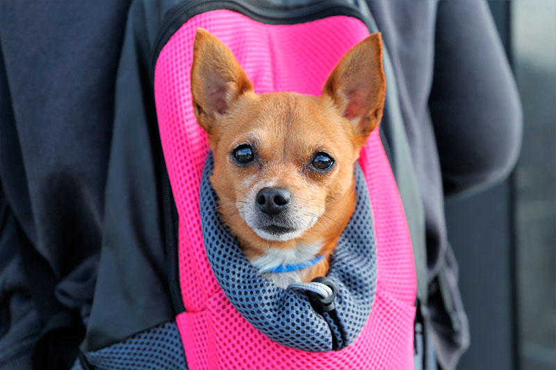 Jesús-Gibelli-Gómez-Qué-es-un-seguro-de-viaje-para-mascotas