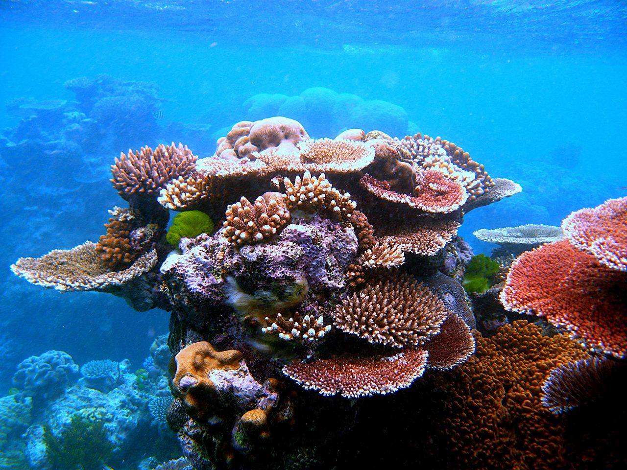 La Gran Barrera de Coral, Fundación Yammine.