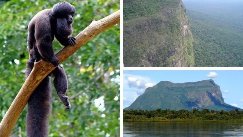 Yammine: El Parque Nacional Yapacana y sus problemas ambientales Yammine: El Parque Nacional Yapacana y sus problemas ambientales