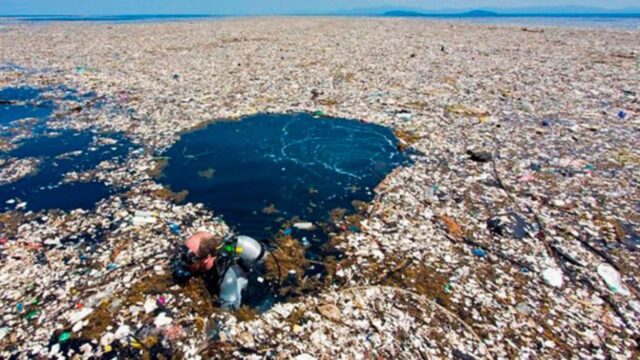 El Sumario - Basura del Pacífico crea nuevas comunidades de animales costeros Pacífico