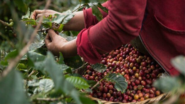 El Sumario - Venezuela inició exportación de café hacia Japón venezuela