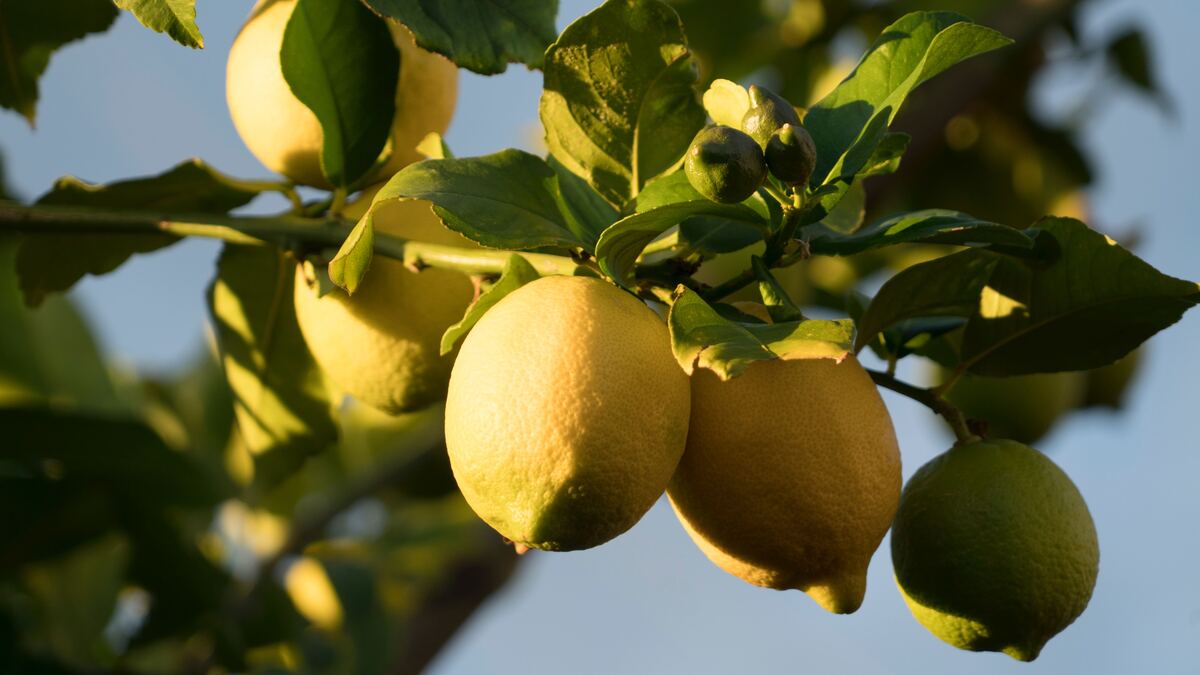 Limón