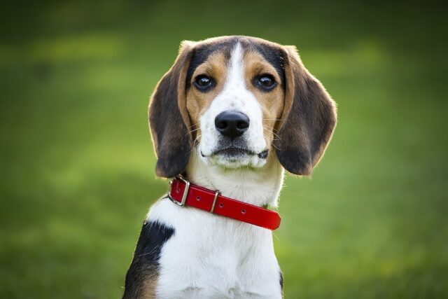El Sumario - Científicos crean perros autistas con modificación genética para estudiar la condición perros autistas