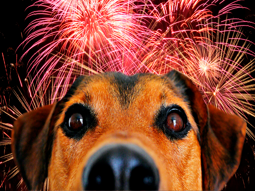 Fundación Yammine - ¡Síguelos! Consejos para proteger a las mascotas de la pirotecnia en Navidad - FOTO