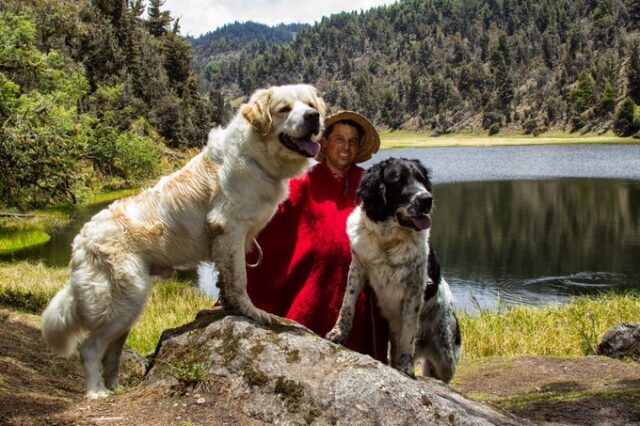 El Sumario - Certifican perros Mucuchíes como única raza pura de Venezuela mucuchíes