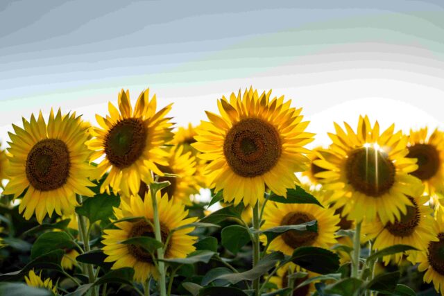 El Sumario - Girasoles Girasoles