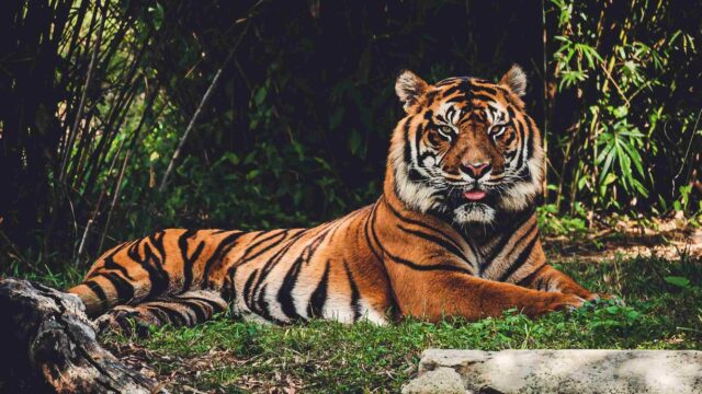 El Sumario - Tigres de Bengala Tigres de Bengala