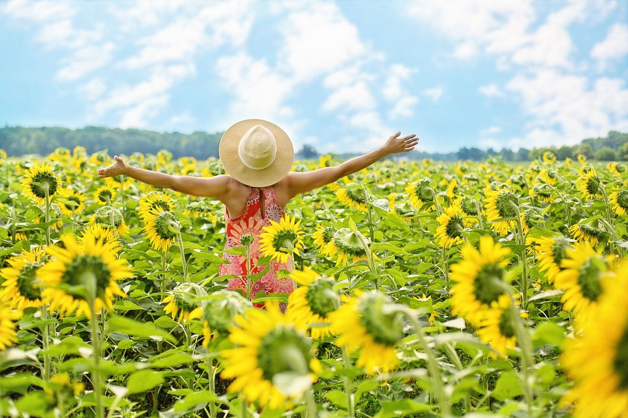 Girasoles de Turén representan una alternativa turística