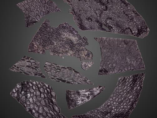 El Sumario - Hallan piel fosilizada de reptil: es 21 millones de años más antigua que otras piel de reptil