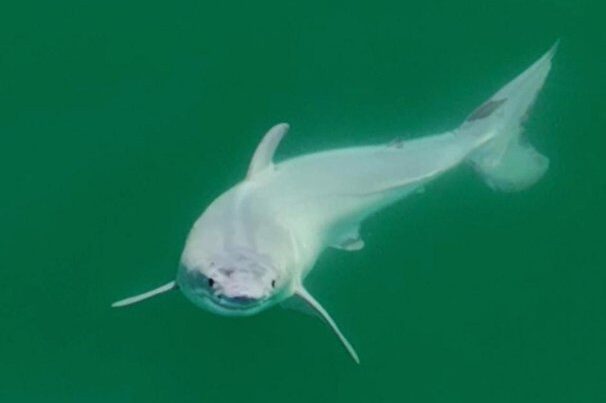 tiburón blanco