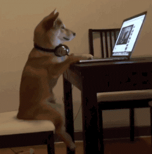 Perrito navegando por Youtube y viendo la nueva función de colores.- Blog Hola Telcel.
