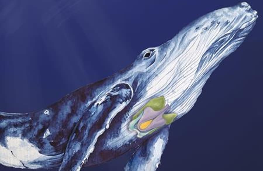 ballenas
