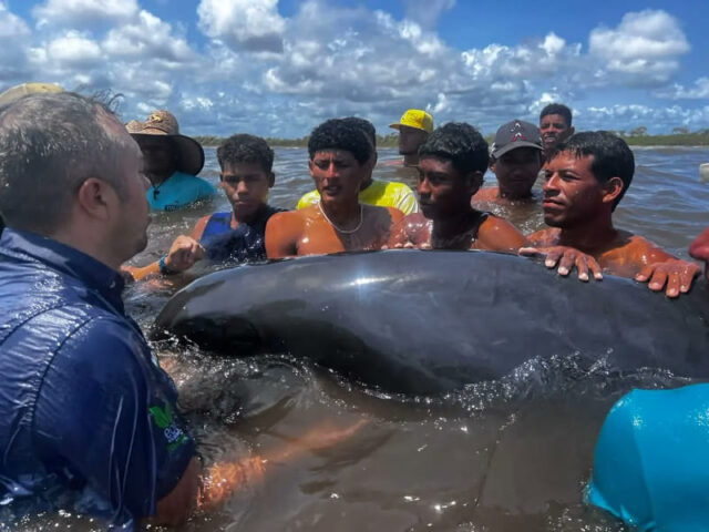 El Sumario - Rescataron más de 200 delfines que estaban varados en costas de Falcón delfines