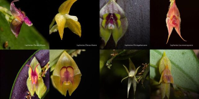 Las nuevas orqídeas - Fuente de la imagen referencial - Minambiente de Colombia