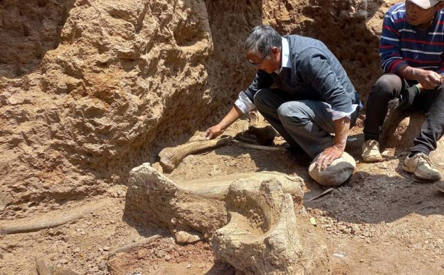 El Sumario - Hallan restos de un mastodonte en Perú Hallazgo de mastodonte en Perú