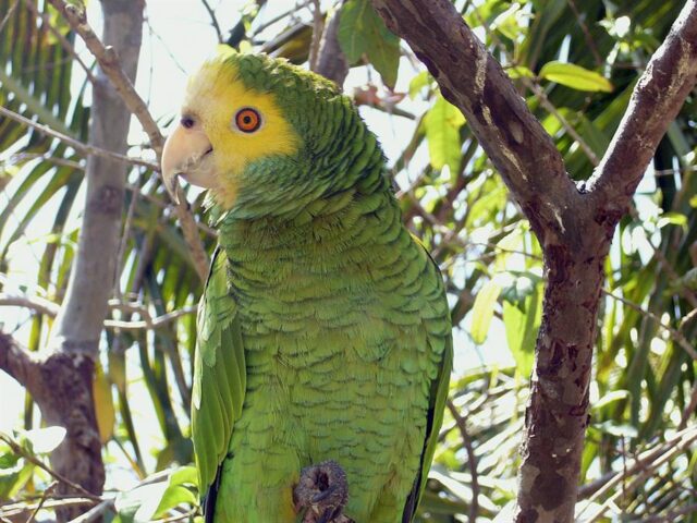 El Sumario - ONG incorpora en Margarita a 222 cotorras en peligro de extinción cotorras