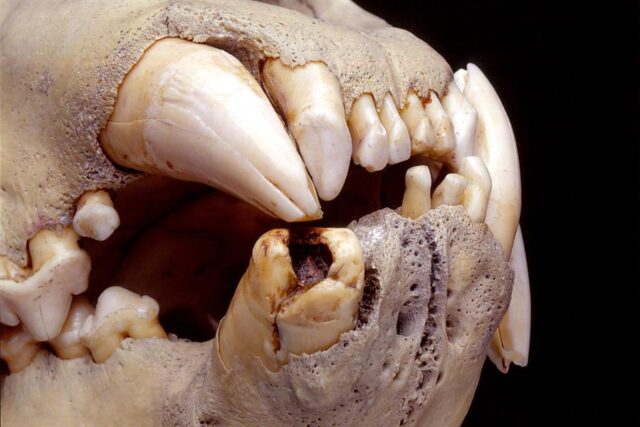 El Sumario - Dentadura de leones antiguos revelan lo que comían dentadura de leones