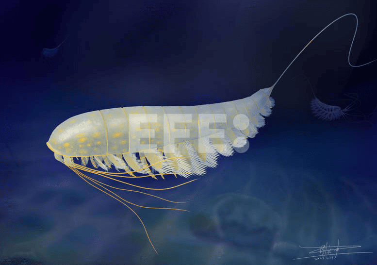 nueva especie