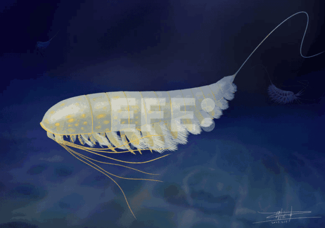 El Sumario - Descubren nueva especie conservada en "oro" nueva especie
