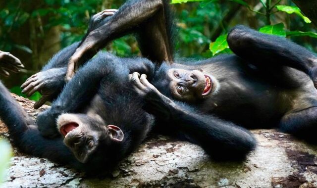 El Sumario - Juego entre chimpancés los ayuda a rebajar la tensión chimpancés