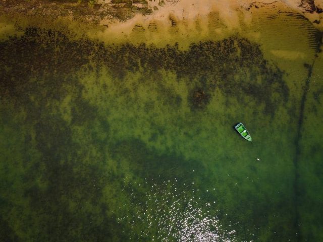 corales