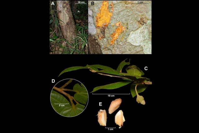 árboles - nuevas especies