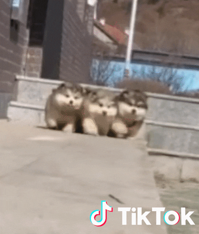 TikTok Video de perritos adorables en TikTok.- Blog Hola Telcel