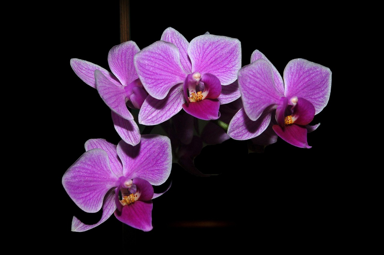 Orquicaracas Exposición Nacional 2025: una oportunidad para conocer la flor nacional