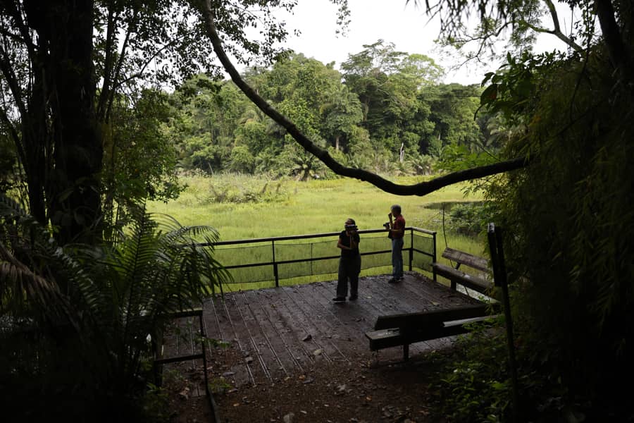 Panamá se consolida destino para la observación de aves en Global Big Day